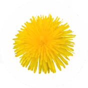 Dandelion leaf