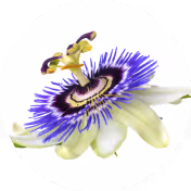 Passion flower